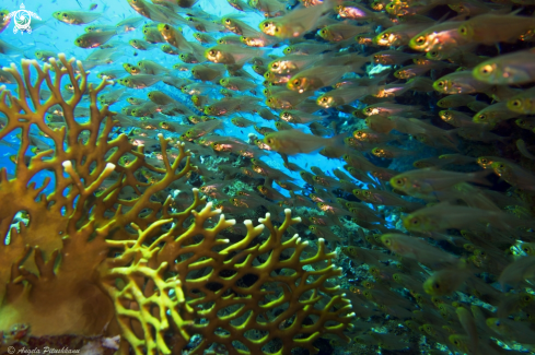 A Parapriacanthus ransonneti | Glass fish