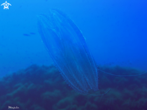 A Comb jelly Bolinopsis infundibulum