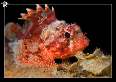 A Stone fish