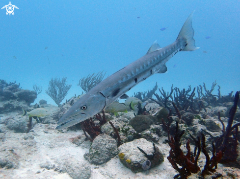 A Sphyraena barracuda | Great barracuda