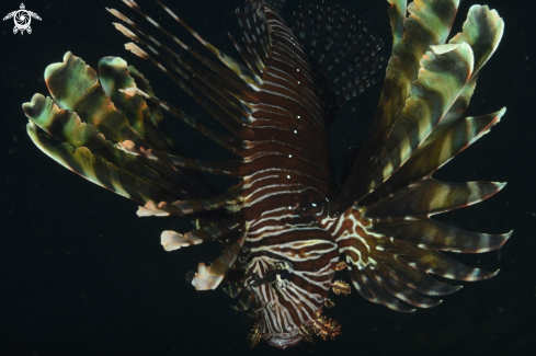 A Pterois volitans | Lionfish