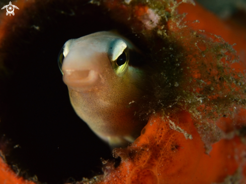 A Blenniidae | Benny