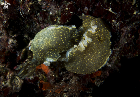 A Nudibranch  | Vero amore