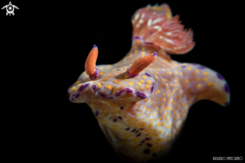 A Ceratostoma trilobatum | Nudibranch