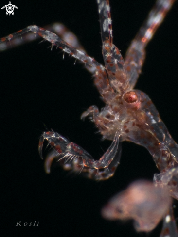 A Skeleton Shrimp