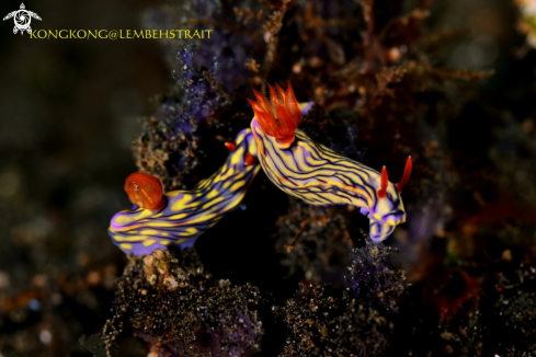 A Nudibranch