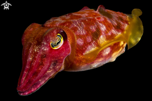 A Reaper Cuttlefish