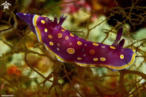 A Chromodoris luterosa  | Luterosa 