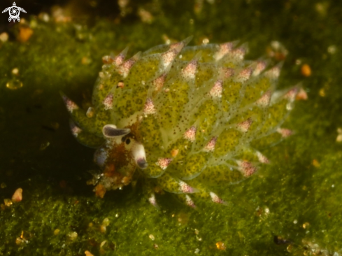 A Costasiella kuroshimae