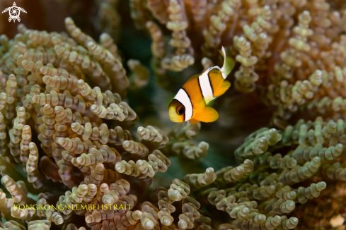 A Anemonefish