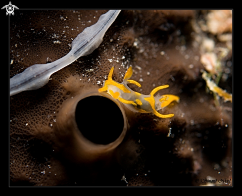 A nudibranch