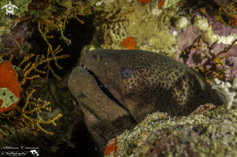 A Gymnothorax Javanicus | Moray Eel