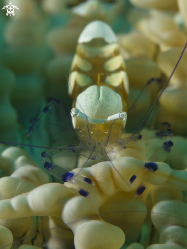 A Periclimenes brevicarpalis | Cleaner shrimp
