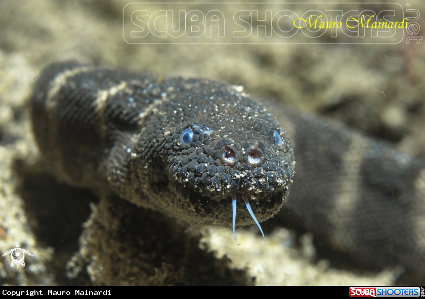 A Sea snake (ID please??)