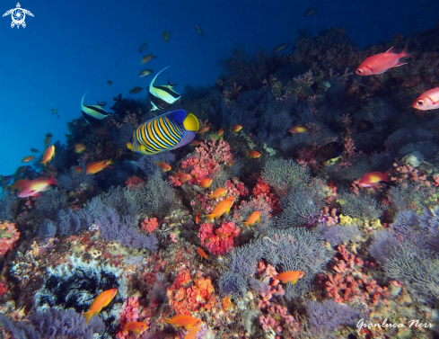 A Reef fishes, corals