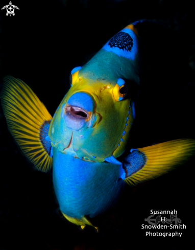 A Queen Angelfish