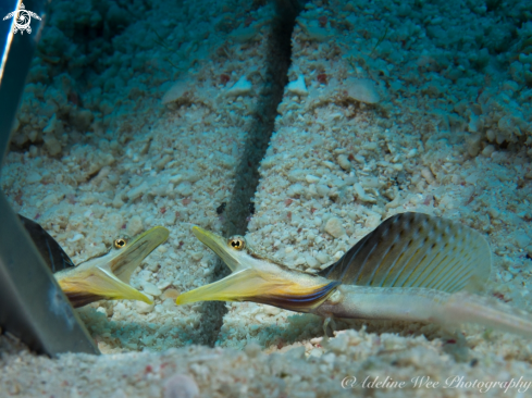 A Yellowface pike blenny