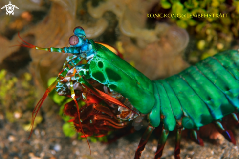 A Peacock Mantis Shrimp