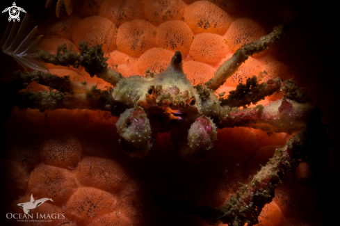 A Hotlips Spider Crab