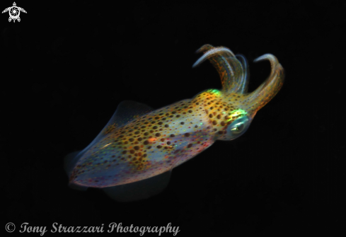 A Southern Pygmy Squid