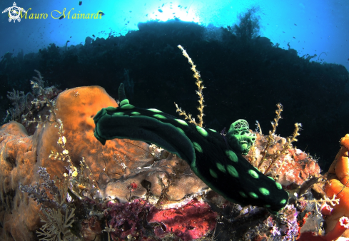 A Nudibranch