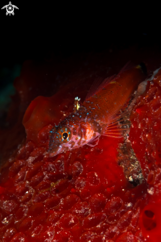 A Tripterygion melanurus | Small Triplefin