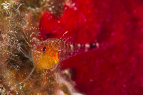 A Small Triplefin