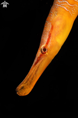 A Pipefish