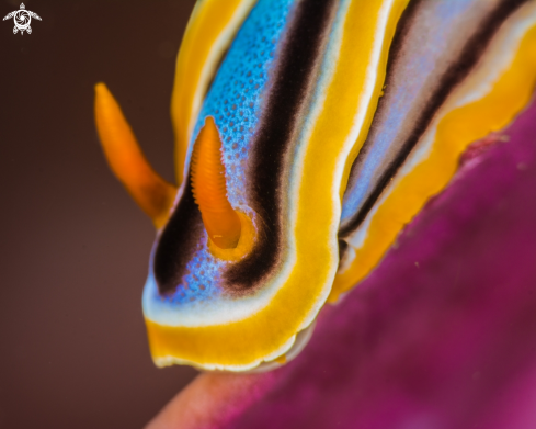 A chromodoris-annae | chromodoris-annae