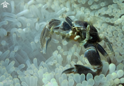 A Neopetrolisthes maculatus | Porcelain crab 