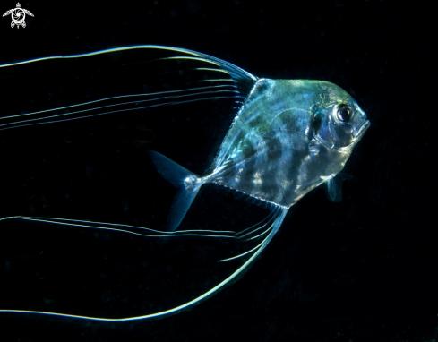 A Alectis ciliaris, juvenile | Alectis ciliaris