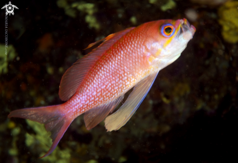 A Anthias