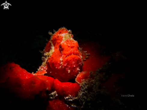 A Juvinile Painted Frogfish