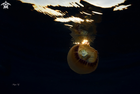 A Jelly Fish with possibly a juvenile Trevaly.