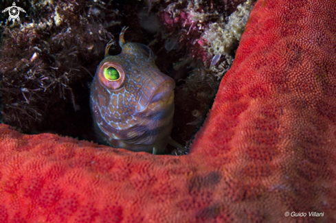 A Prablennius pilicornis | African Blenny