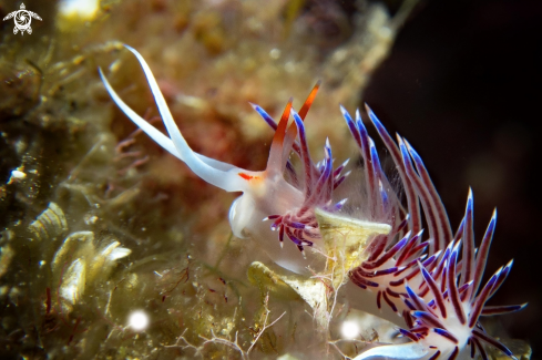 A Cratena peregrina