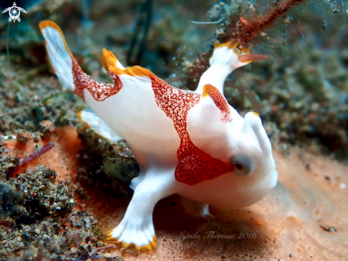 A Antennarius maculatus | Warty or Clown Anglerfish (Frogfish)