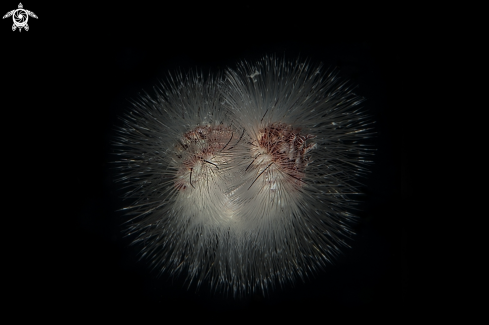 A Hermodice carunculata | vermocane , The bearded fireworm ,