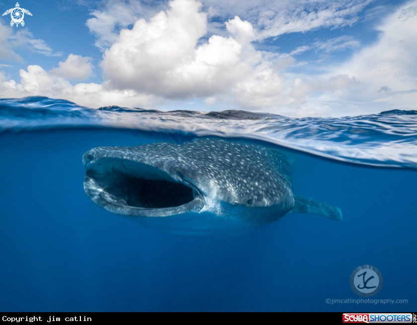 A Whale shark