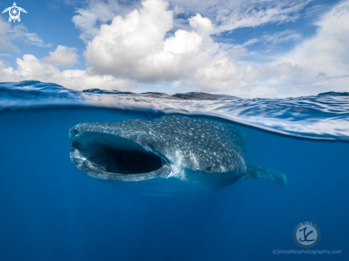 A Whale shark