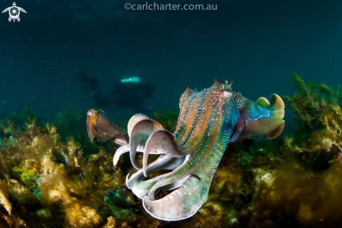 A Sepia apama | Giant Australian cuttlefish