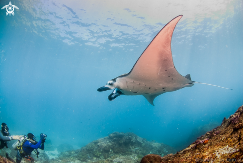 A Manta birostris | Manta