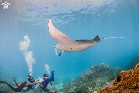 A Manta birostris | Manta