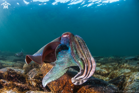 A Sepia apama | Giant Australian cuttlefish