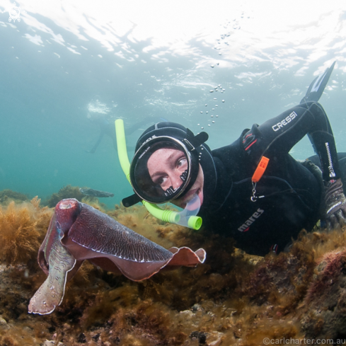 A Giant Australian cuttlefish