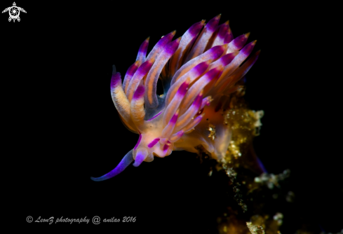 A Flabellina rubrolineata