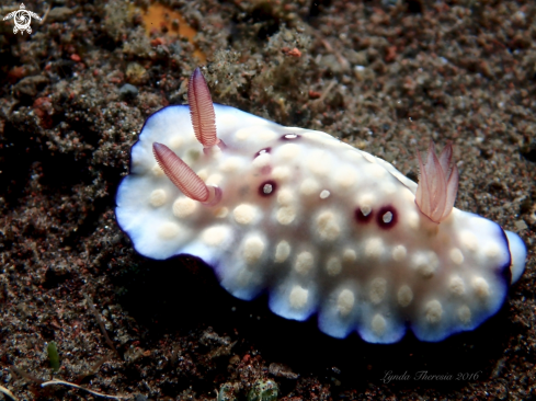 A Goniobranchus hintuanensis | Goniobranchus hintuanensis