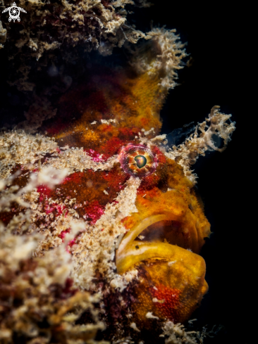 A Antennarius maculatus | Frogfish