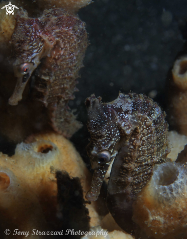 A White's seahorse