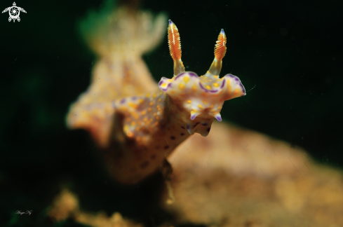 A Ceratosoma tenue | Nudi